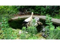 Yuvasından düşen yavru leylek korumaya alındı