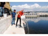 Eğirdir Gölü’ne 1 milyon 391 bin 500 adet yavru sazan bırakıldı