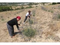 Antalya’da çorak topraklar lavanta ile mora büründü