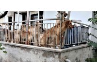 İhbar üzerine adrese gelen hayvanseverleri şok eden görüntü