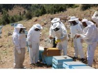 Arıcıların bal mesaisi başladı