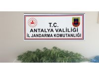 Antalya’da jandarmadan kenevir operasyonu: 1 gözaltı
