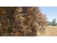 Ayva ağaçları meyveleriyle birlikte yandı