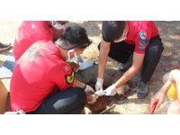 Yaralı domuza, jandarmadan ilk yardım