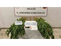 Evinde ve bahçesinde kenevir yetiştirirken yakalandı