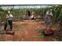 Tropikal meyvelerin en lezzetlisinin Kilosu 80 TL hasadına başlandı