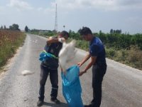 Tarsus’ta 15 kaz telef olmuş halde bulundu