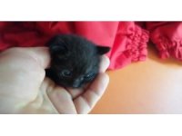 Aracın camını açık bıraktı, sürprizle karşılaştı