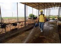 Yüreğir’de vektörle mücadele