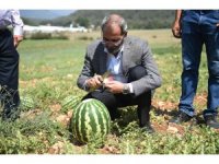 Tarsus’ta hasadı yapılan karpuzlar halka ücretsiz dağıtılacak