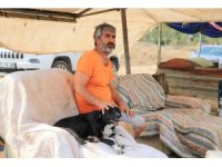 Almanya bir sokak köpeği kazandı