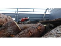 Manavgat’ta kaçak kesime geçit yok