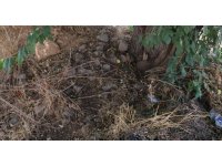 10 günlük bebeği ağaç altında adeta ölüme terk etmişler