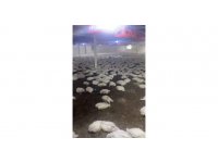 20 bin tavuk  telef oldu