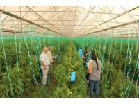 Elmalı’da çiftçiye 10 bin adet yapışkan tuzak dağıtıldı