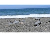 Hatay’da yavru kaplumbağalar denizle buluştu