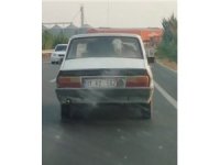 Otomobilin arka koltuğunda buzağı taşıdılar