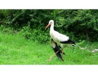 Osmaniye’de yaralı bulunan leylekler tedavi altına alındı