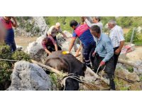 Otlanırken kayaların arasına düşen ineği itfaiye kurtardı