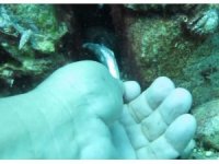 Bıçak gibi keskin dişli Müren balığını elleriyle besledi