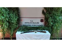 Jandarmadan Döşemealtı’nda kenevir baskını