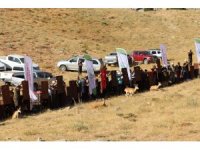 Yaban koyunları doğaya salındı