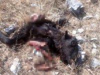 Ağıla giren kurtlar 4 keçiyi telef etti