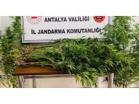 18 yıl önce vefat eden adamın kullanılmayan evinin bahçesinde karı koca kenevir yetiştirdiler