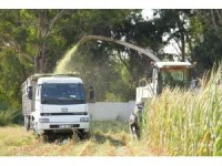 Tarsus’ta üreticilere ücretsiz mısır tohumu dağıtılacak