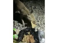 Aç tilki tarhana ile doydu