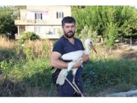 Adını "Leylektar" koydu, yorgun düşen leyleği iki gün misafir etti