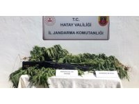 Hatay’da zeytin bahçesine kenevir eken kişi gözaltına alındı