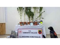 Bez kıyafet dolabında kenevir yetiştiren zanlı tutuklandı