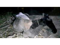 Çamura saplanan ineğin yardımına itfaiye yetişti