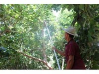 Türkiye’nin yüzde 70 avokado üretimi yapılan Alanya’da hasat heyecanı