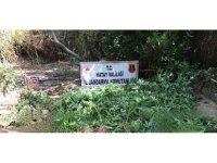 Ormanlık alanda 322 kök kenevir bitkisi ele geçirildi.