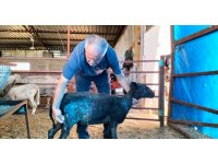 Osmaniye’de sokak köpekleri küçükbaş hayvan çiftliğine saldırdı