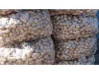 Mut’ta yer fıstığında 800 ton rekolte bekleniyor