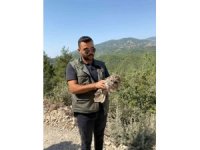 Yaralı baykuşu ormancılar kurtardı