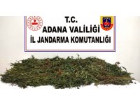Kenevirleri sökerken suçüstü yakalandılar