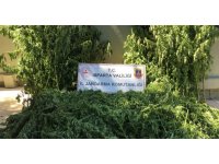 Isparta’da tarlada 242 kök kenevir ele geçirildi, 5 kişi yakalandı
