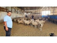 Sahipsiz köpekler koyun ağılına saldırdı, bir koyun telef oldu