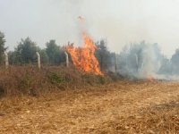 Anız yangını zeytin bahçesine sıçramadan söndürüldü
