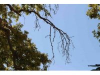 Asırlık çınar ağacının korumaya alınması istendi