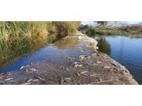 Çaydaki balık ölümleri tedirgin etti