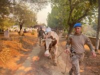 Jandarma ekipleri Mersin’deki yangın söndürme çalışmalarına destek veriyor