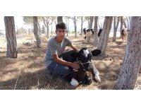 Yangında köylüler ineklerini güvenli bölgeye aldı