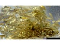 Osmaniye’de Mehmetli Barajı’na yavru sazan balıkları bırakıldı