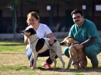 Sevimli dostlar sıcak yuvalara kavuşuyor