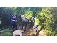 Kamu arazisine kenevir eken şahıs gözaltına alındı